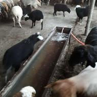 بره نر شیری