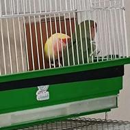 طوطی برزیلی مولد