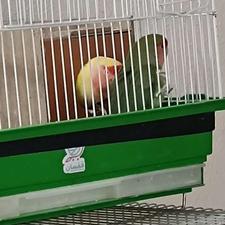 طوطی برزیلی مولد