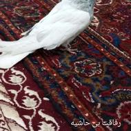 کبوتر خاص زینتی