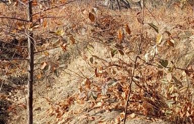 فروش باغ درروستای خرمازرد