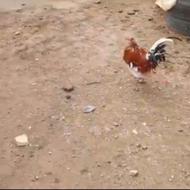 خروس گلین لوری اصل