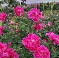 نهال گل محمدی