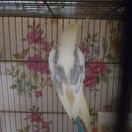 طوطی عروس دوکت