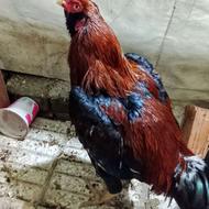 خروس لاری ریش