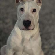 توله سگ داگو ارژانتینو واگذاری