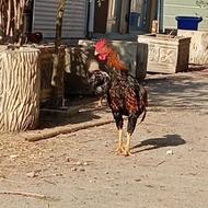 خروس لاری خسک و دوتا مرغ اوشامو و افغان