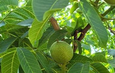 فروش باغ گردو