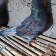 کبوتر سرخ پرخال خال سیاهدعطیقه