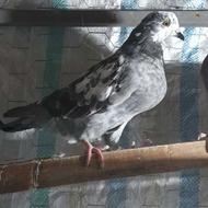 کبوتر غریب گرفته