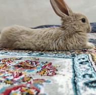 خرگوش لپ و جرسی