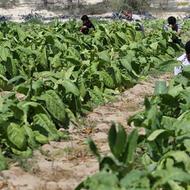 بذر تنباکو تخم تنباکو لنگه ای