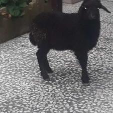 بره نر خوراک خور