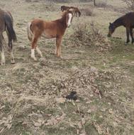 فروش مادیان