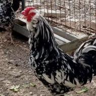 خروس گلین ریش چهل تاج