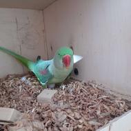 شاه طوطی تخمگذار فندوق خانوم