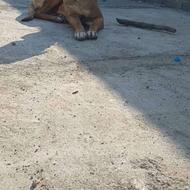 سگ سرابی ماده