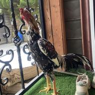 دنبال خروس میگیردم