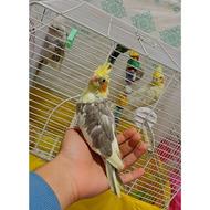 عروس هلندی ماده ابلغ نسکافه ای فول رام و دستی