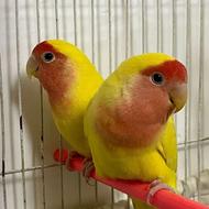 طوطی کوتوله زعفرونی(صورت هلویی)