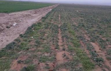 یک هکتار زمین کشاورزی و باغ انگور