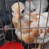 جوجه گردن لختی الان یکماه شونه سالم وسرحال