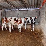 3 راس گوساله سمینتال ماده (315)