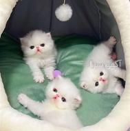 گربه پرشین بریتیش