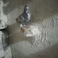 کبوتر نمایشی