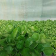 سبزه نارنج گلدون 12ژله ای