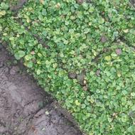 چمن دایکوندرا ریشه پر