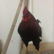 فروش مرغ و خروس