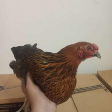 فروش مرغ و خروس