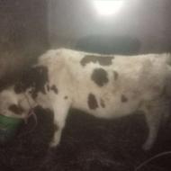 گاوسیمنتال.اصل