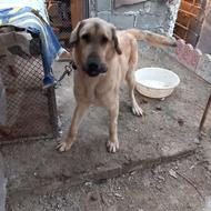 واگذارسگ پژدر وسراب