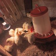 فروش جوجه ماشینی گوشتی