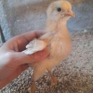 جوجه گلپایگانی یک ماهه