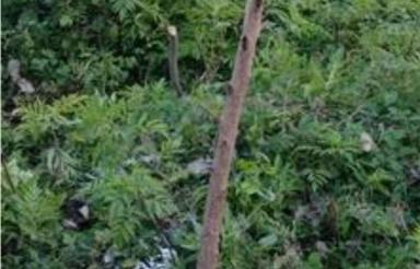 زمین فروشی منطقه چمستان شهرک صنوبر