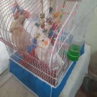 معاوضه باقناری نر