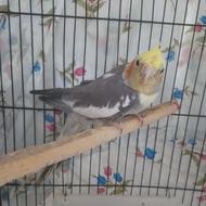 طوطی عروس بالغ و تخم گزار