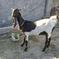 بزپتیری ابستن