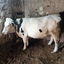 گاوسیمنتال گوشتی