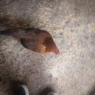 یک عدد مرغ محلی چاق کرچ شو 8ماهه