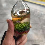 ماهی برای شب عید برای تعداد بالا 70