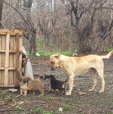 توله سگ اصیل پژدرواگذار