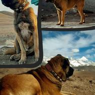 واگذاری سگ سرابی گله ای و ادمگیر مخصوص باغ و گله