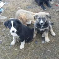 توله های دورگه اسکاتلندی سراب ومالینیوزهلند