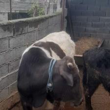 فروش گوساله نر دورگ سمینتال 17ماهه