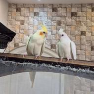 عروس هلندی دوماهه