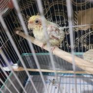 عروس هلندی 5 ماهه با قفس